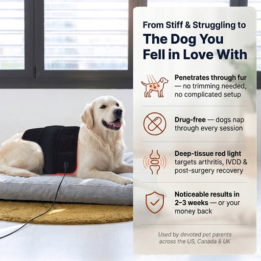 Lumera™ Pet Red Light MegaGlow